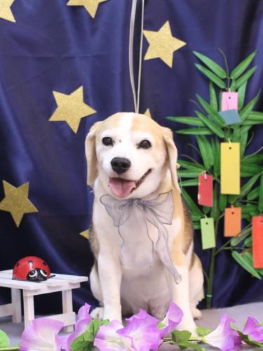 20230717チャビーちゃん